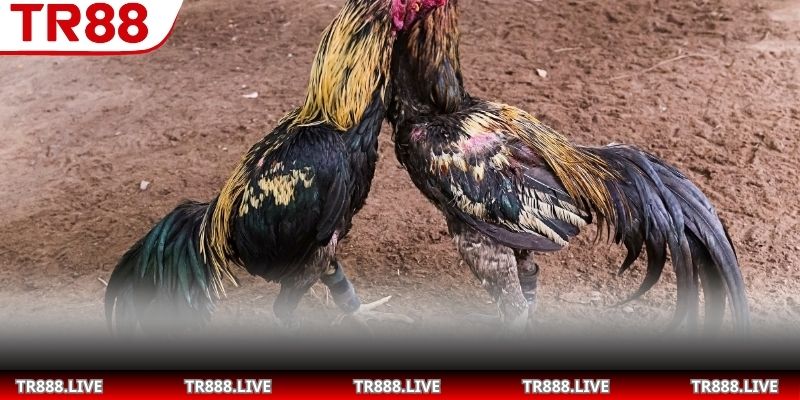 Hướng dẫn quan sát chiến thuật và lối chơi gà